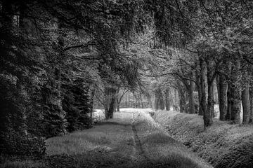 Waldweg Gieten Forstwirtschaft