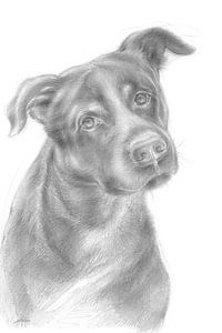 Neugieriger Hund mit sanftem Blick