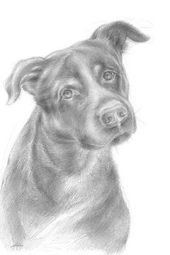 Nieuwsgierige hond met zachte blik van Adria Mueller