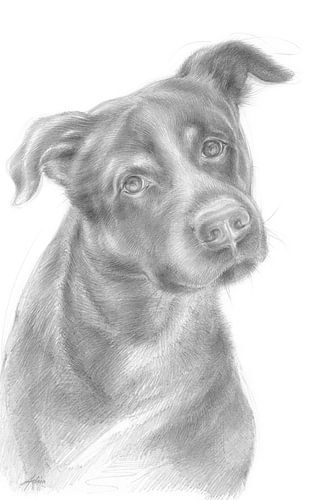 Neugieriger Hund mit sanftem Blick