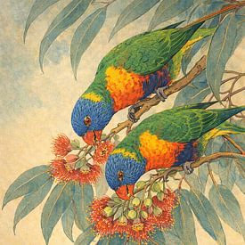 Loris in eucalyptus blossom by Bert Quaedvlieg