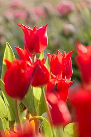 Rote Tulpen von Alex Hoeksema