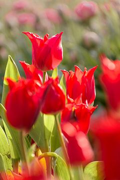 Tulipes rouges sur Alex Hoeksema