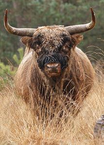 Schottischer Highlander-Stier