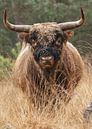 Schotse Hooglander stier van Menno Schaefer thumbnail