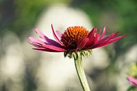 Pink Flower