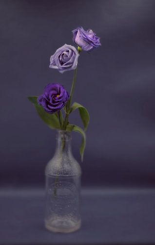 Lisianthus Purple haze