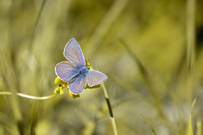 Blue in green by Steffie van der Putten