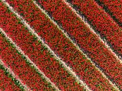 Tulpen in rode kleuren groeien in een veld tijdens de lente van Sjoerd van der Wal Fotografie thumbnail