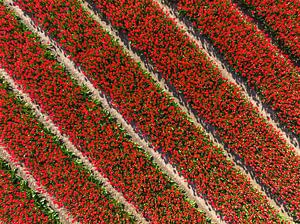 Tulips in red colors growing in a field during springtime