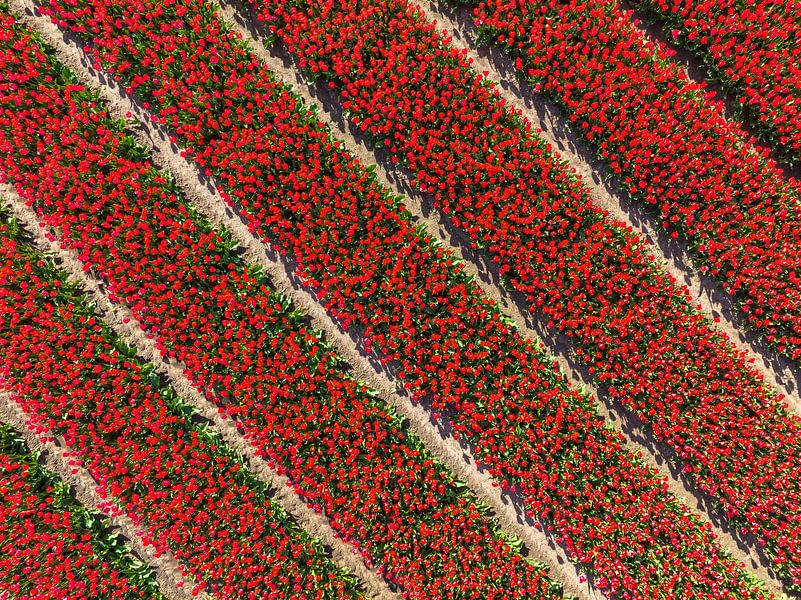 Tulpen in rode kleuren groeien in een veld tijdens de lente van Sjoerd van der Wal Fotografie