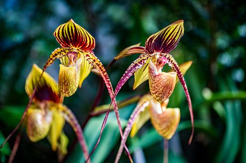 Paphiopedlium philippinense - Eleganz in Linien