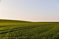 Field of grass