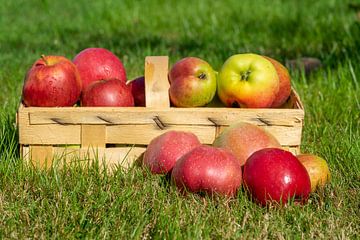 Appeloogst in de herfst met een mand van Animaflora PicsStock