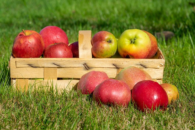 Récolte de pommes en automne avec un panier par Animaflora PicsStock