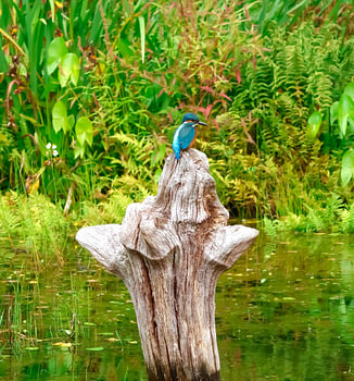 Eisvogel auf der Lauer