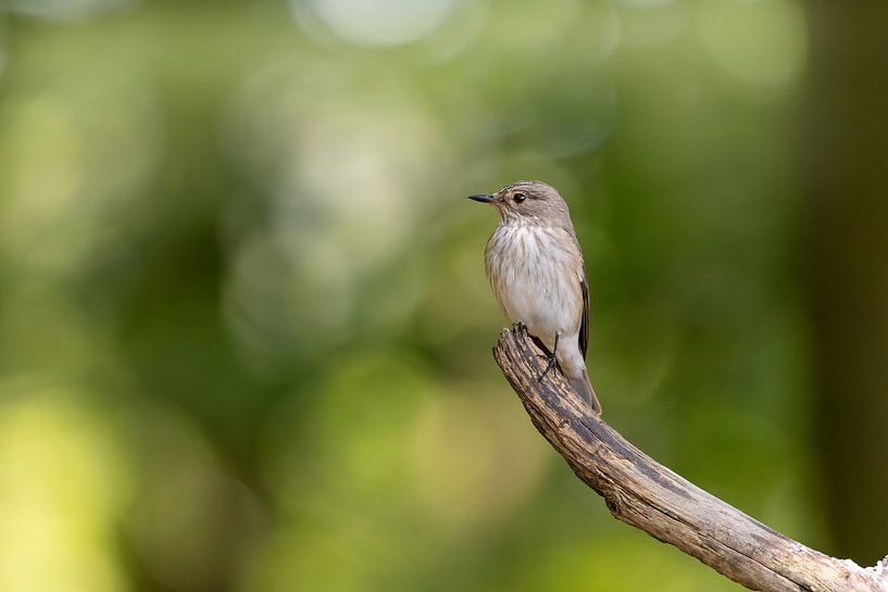 Pied flycatcher on a branch by Miranda Geerts Art