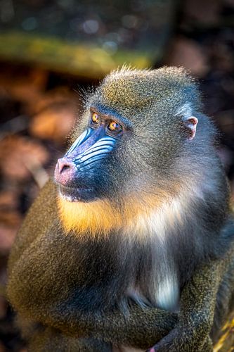 Mandrill