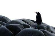 Pinguin chillt auf einem Felsen, Antarktis von DievanFi Miniaturansicht