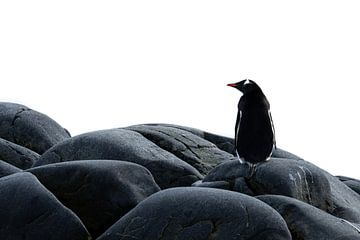 Pinguin chillt auf einem Felsen, Antarktis