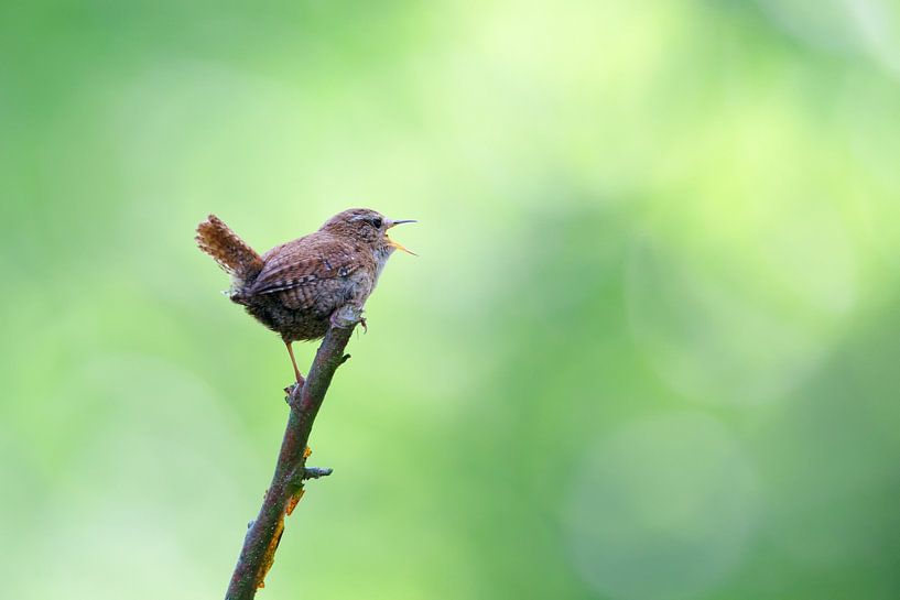 Zaunkönig (Troglodytes troglodytes) von Dirk Rüter