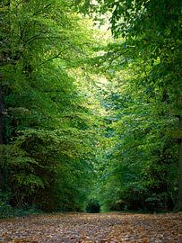 Footpath among the trees by Simon De Clippel
