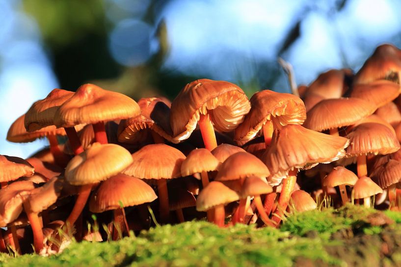 Petits champignons poussant sur une souche d'arbre mort par Bobsphotography
