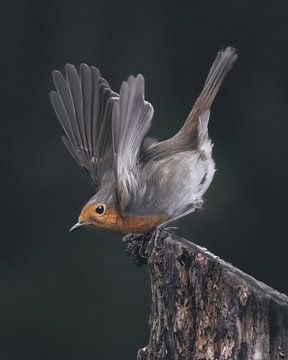 Roodborst van Maurice Cobben