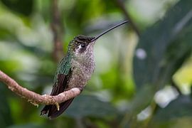 Hummingbird by Eddy Kuipers