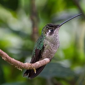 Hummingbird von Eddy Kuipers
