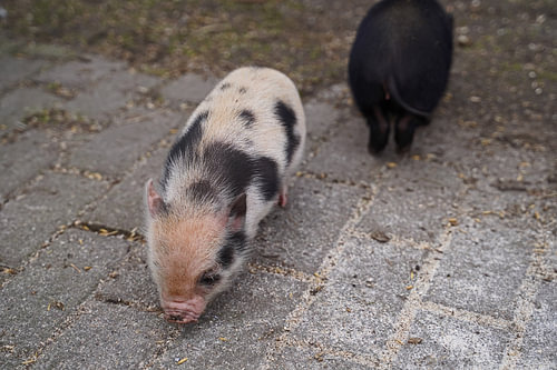 Mini biggetje bij zijn eerste uittocht op de boerderij.