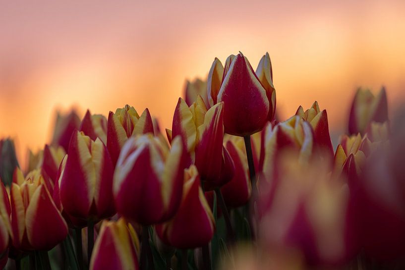 Tulpen bij zonsondergang van Rianne Groenveld