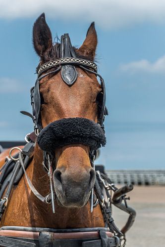 Tête de cheval