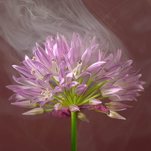 Graceful and fleeting cheerfulness: Purple chive flower with a fleeting wisp of smoke by Marjolijn van den Berg