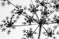 Bloem in zwart wit