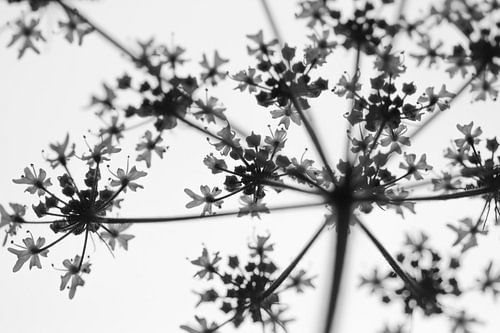 Blume in schwarz und weiß