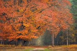Hirschwald in Herbstfarben