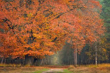 Deelerwoud in herfstkleur van Jeroen Lagerwerf