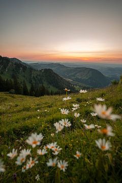 Blumige Sicht vom Hochgrat auf den Bodensee zum Sonnenuntergang