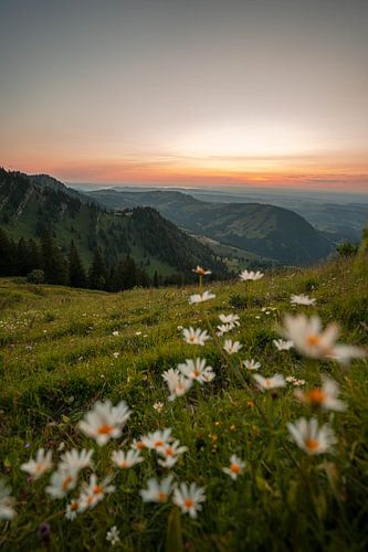 Bloemrijk uitzicht vanaf de Hochgrat op het Bodenmeer bij zonsondergang