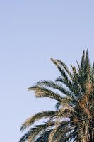 Golden palm (vertical)