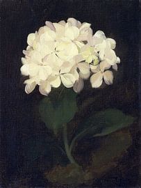 Witte hortensia van Apolo Prints