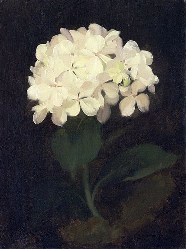 Witte hortensia