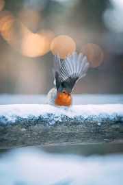Roodborstje in de sneeuw van Oscar van Crimpen