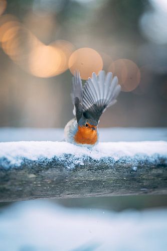 Roodborstje in de sneeuw
