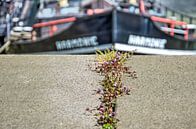 Port ecosystem by Frans Blok - photos, art and other wall decoration thumbnail