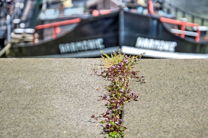Port ecosystem by Frans Blok - photos, art and other wall decoration