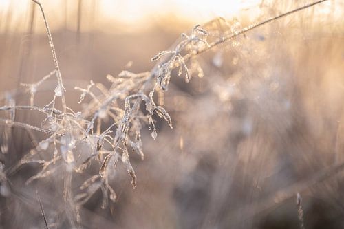 Planken Wambuis part 60
