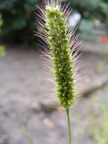 korenhalm by Mirjam van Ginkel