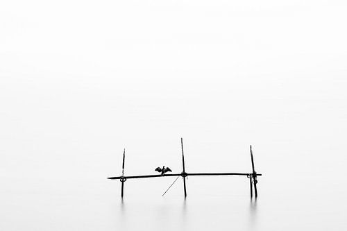 A resting cormorant